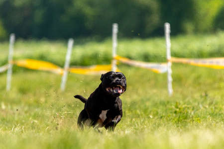 Staffordshire Bull Terrier running in the field on competitionの写真素材