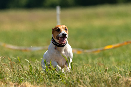 jack russell terrier running lure coursing competition on the field
