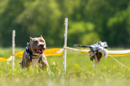 Pit Bull Terrier running and chasing the lure on dog sportの写真素材