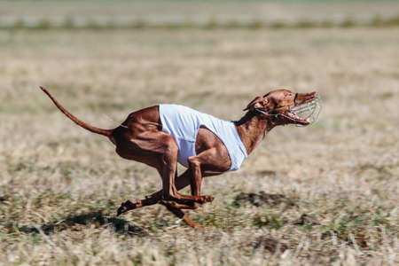 cirneco dell etna running full speed at lure coursing sportの写真素材