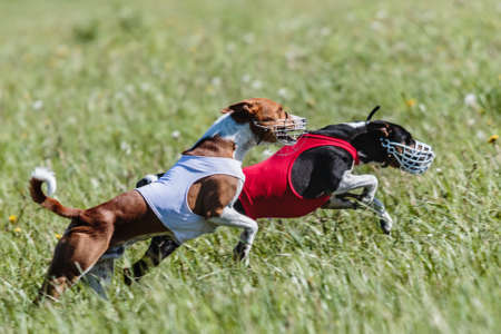 Basenji dogs running qualification for lure coursing championshipの写真素材