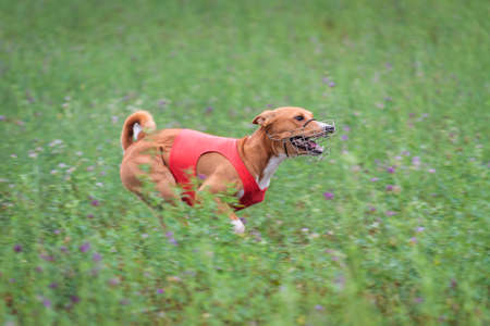 Basenji dog running in green field on lure coursing competitionの写真素材