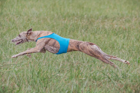 Whippet running in jacket coursing field on lure coursing competitionの写真素材
