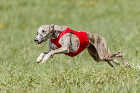 Whippet running in a red jacket coursing field on lure coursing competitionの写真素材