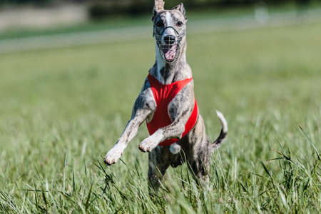 Whippet running in a red jacket coursing field on lure coursing competitionの写真素材