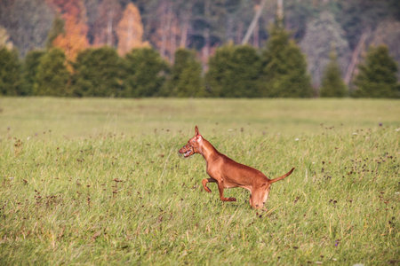 cirneco dell etna running full speed at lure coursing sportの写真素材