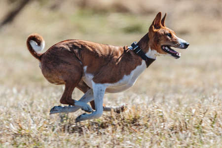 Basenji running full speed at lure coursing dog sport competitionの写真素材