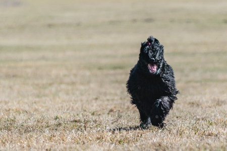 Dog running on the field in lure coursing competitionの写真素材