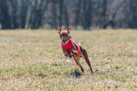 cirneco dell etna running full speed at lure coursing sportの写真素材