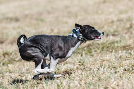 Basenji running full speed at lure coursing dog sport competitionの写真素材