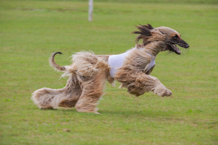 afghan borzoi dog running lure coursing competition on green fieldの写真素材