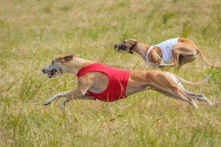 Two whippet dogs running in jackets coursing field on lure coursing competitionの写真素材