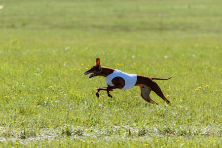 cirneco dell etna dog running full speed at lure coursingの写真素材