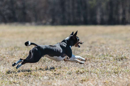 basenji dog lifted off the ground during the dog race competitionの写真素材