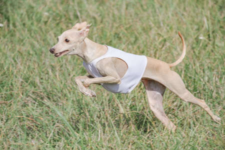 Italian Greyhound dog running in lure coursing competitionの写真素材