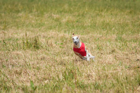 Whippet running in a red jacket coursing field on lure coursing competitionの写真素材