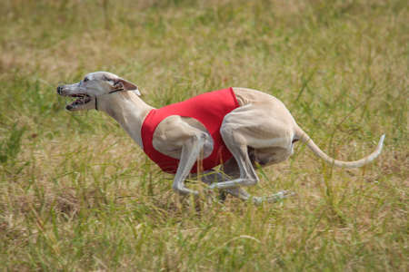 Whippet running in a red jacket coursing field on lure coursing competitionの写真素材