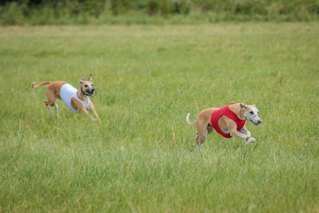 Two whippet dogs running in jackets coursing field on lure coursing competitionの写真素材