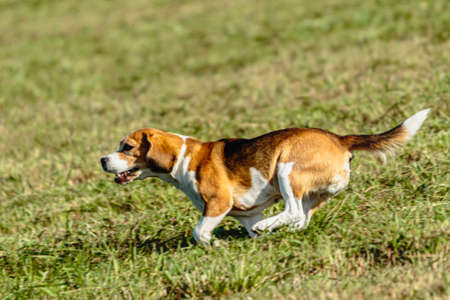 Beagle dog running and chasing coursing lure on green field