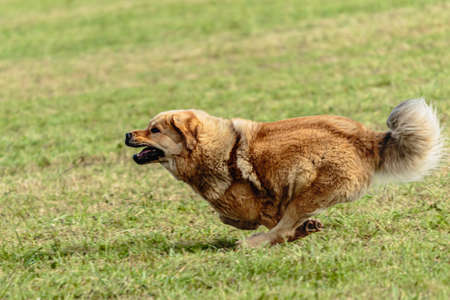 Tibetan mastiff dog running in and chasing coursing lure on fieldの写真素材