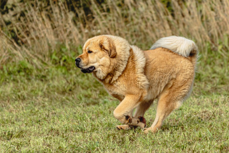 Tibetan mastiff dog running in and chasing coursing lure on fieldの写真素材