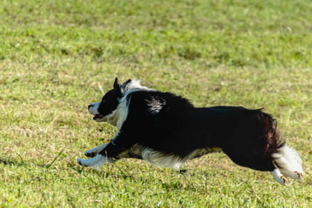 Border collie dog running and chasing coursing lure on green fieldの写真素材