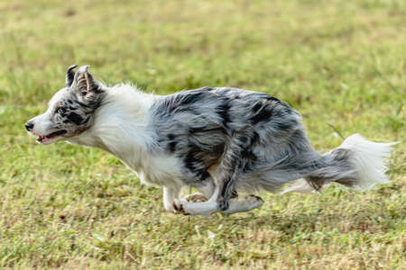 Border collie dog running and chasing coursing lure on green fieldの写真素材