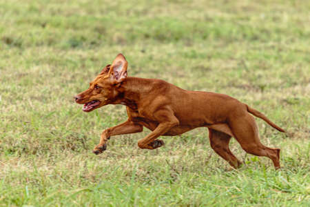 Vizsla dog running and chasing coursing lure on green fieldの写真素材