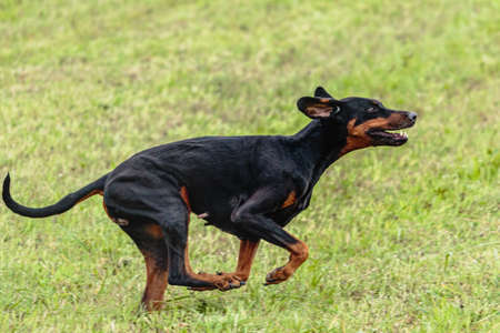 Dobermann dog running and chasing coursing lure on green fieldの写真素材