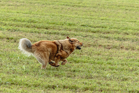 Tibetan mastiff dog running in and chasing coursing lure on fieldの写真素材