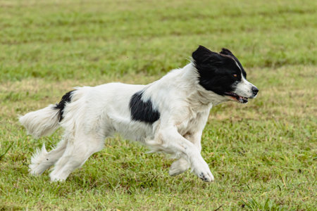Landseer dog running and chasing coursing lure on fieldの写真素材