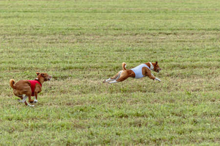 Two basenji dogs running in a red and white jacket on coursing fieldの写真素材