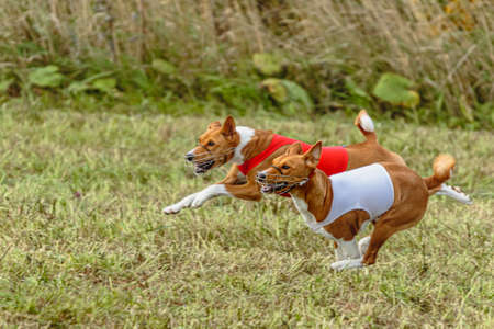 Two basenji dogs running in a red and white jacket on coursing fieldの写真素材