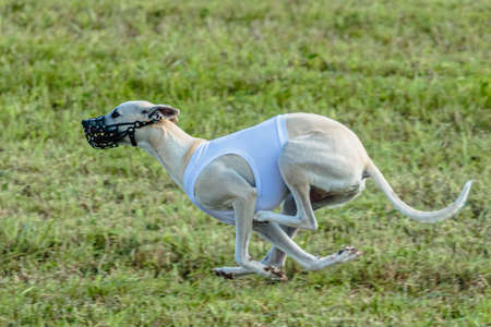 Whippet dog running in white jacket on coursing green fieldの写真素材