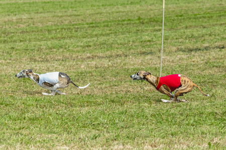Two whippet dogs running in a red and white jacket on coursing fieldの写真素材