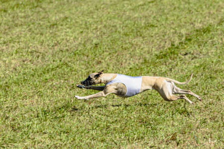 Whippet dog running in white jacket on coursing green fieldの写真素材