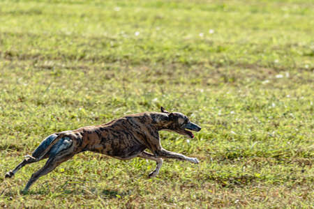 Whippet sprinter dog running and chasing lure on the fieldの写真素材