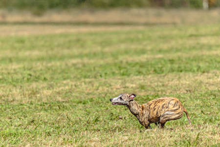 Whippet sprinter dog running and chasing lure on the fieldの写真素材