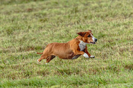 Dog running and chasing coursing lure on green field