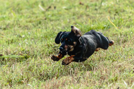 Dog running and chasing coursing lure on green fieldの写真素材