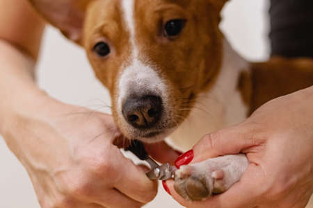 Dog basenji nail safety trimming with clippers at grooming salonの写真素材