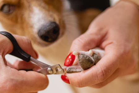 Dog basenji nail safety trimming with clippers at grooming salonの写真素材