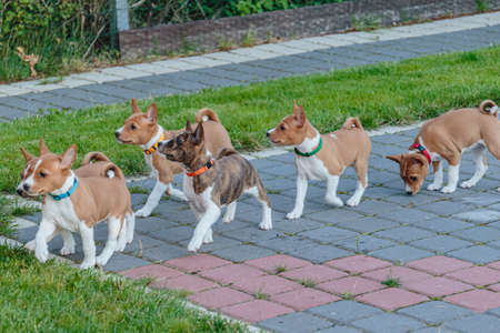 Basenji dog cute puppies walking outdoor and watching upの写真素材