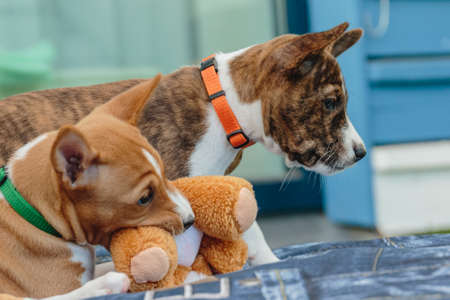 Basenji puppy siting in the yard and watching on the side
