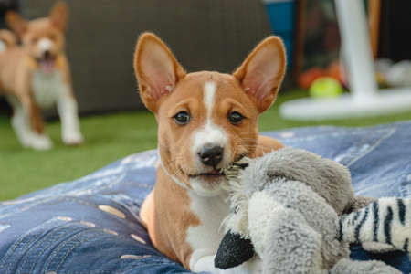 Basenji puppy siting in the yard and watching on the sideの写真素材