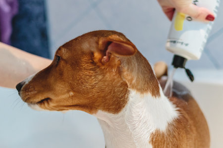Basenji dog washing and grooming in bathroom at homeの写真素材