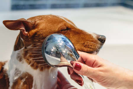 Basenji dog washing and grooming in bathroom at home