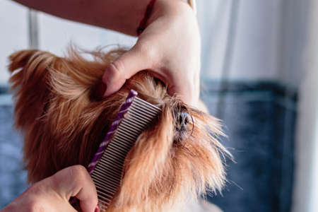 Yorkshire terrier dog washing and grooming in bathroom at homeの写真素材