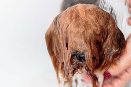 Yorkshire terrier dog washing and grooming in bathroom at homeの写真素材