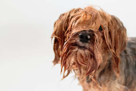 Yorkshire terrier dog washing and grooming in bathroom at homeの写真素材